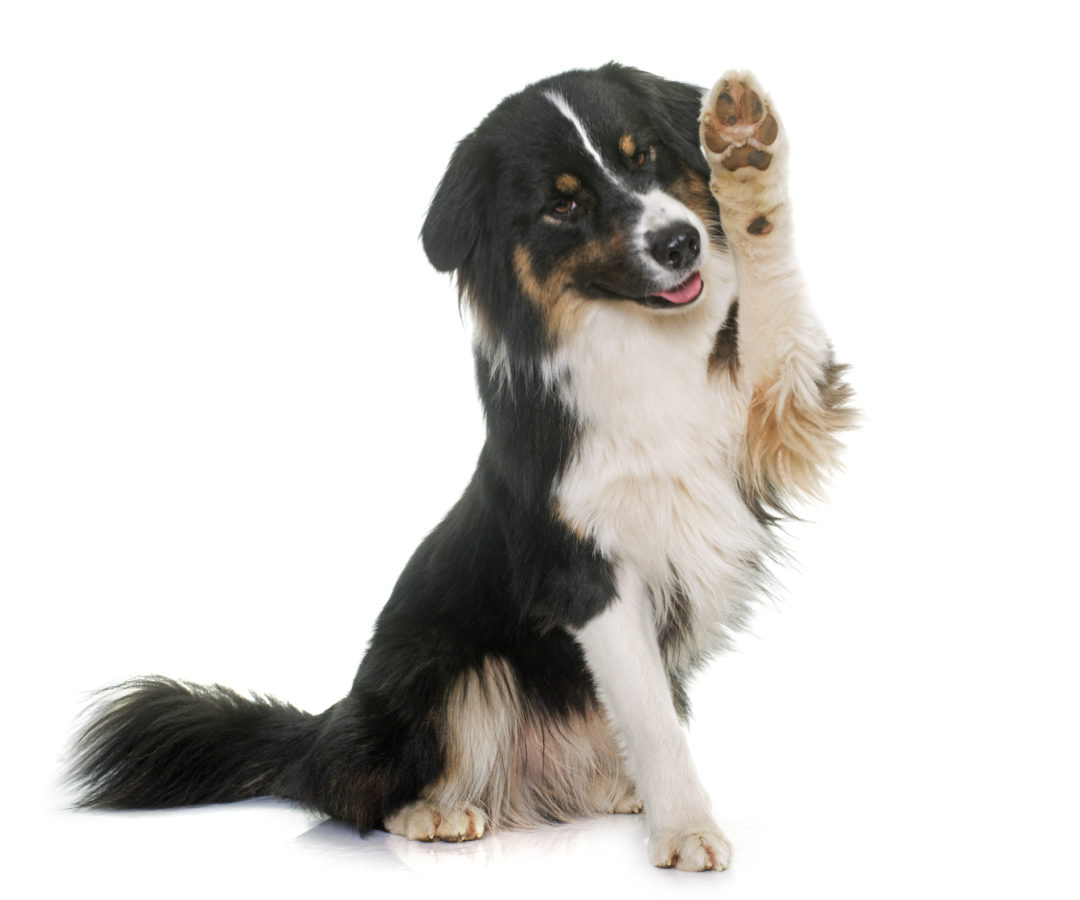 Dog Training Classes Positive Dog Training Adelaide