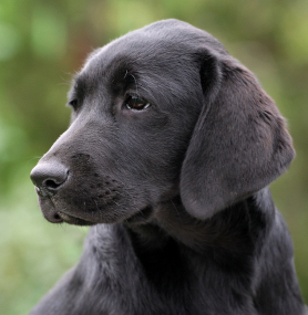 Labrador portrait - Positive Dog Training | Adelaide